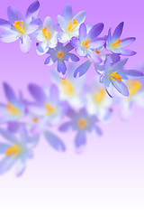 Image showing Iris spring flowering on blurred background