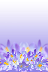 Image showing Violet spring crocus flowers on blurred background