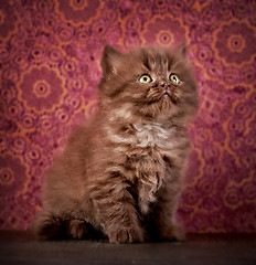 Image showing british long hair kitten