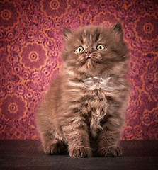 Image showing british long hair kitten