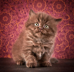 Image showing british long hair kitten