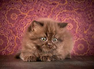 Image showing british long hair kitten