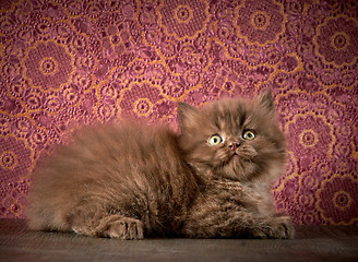 Image showing british long hair kitten