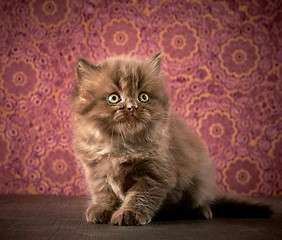 Image showing british long hair kitten