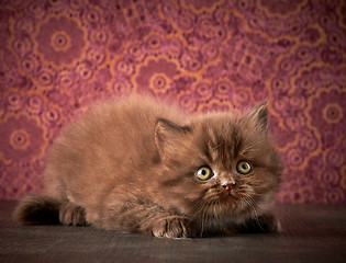 Image showing british long hair kitten