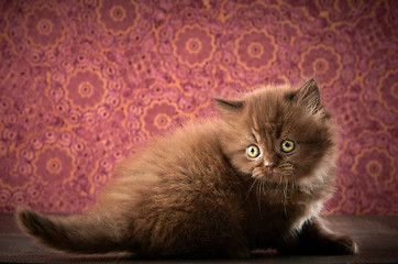 Image showing british long hair kitten