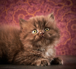 Image showing british long hair kitten