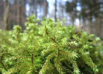 Image showing moss closeup