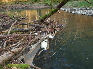 Image showing riverside scenery