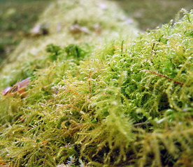 Image showing moss closeup