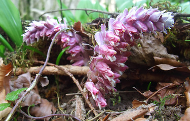 Image showing violet flowers in the forest