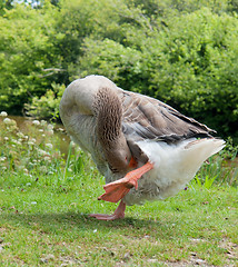 Image showing domestic goose