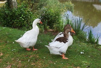 Image showing geese