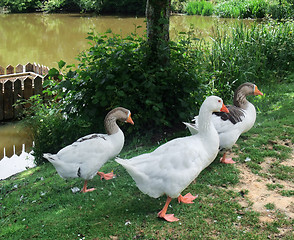 Image showing geese