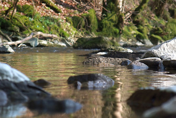 Image showing riverside scenery