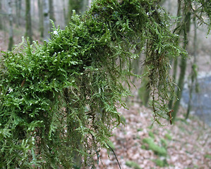 Image showing mossy branch