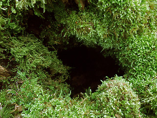 Image showing mossy hole