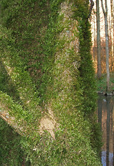 Image showing mossy branches