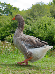 Image showing domestic goose