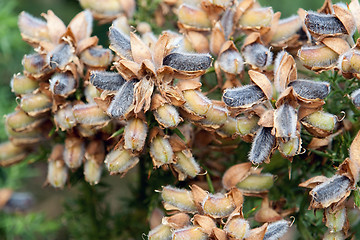 Image showing breton shrub detail