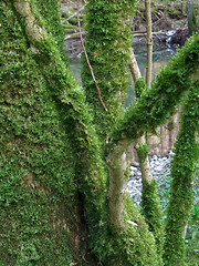 Image showing mossy branches