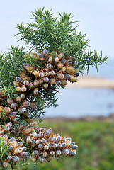 Image showing breton shrub detail