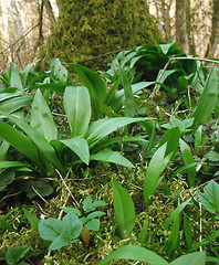 Image showing forest floor detail