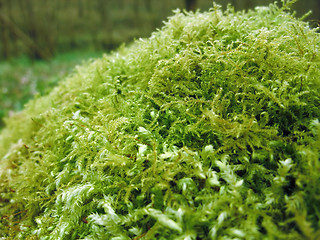 Image showing moss closeup