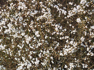 Image showing blackthorn flowers