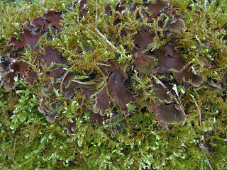 Image showing moss and mushroom