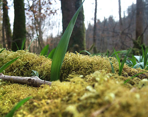 Image showing forest floor detail