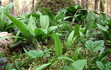 Image showing forest floor detail