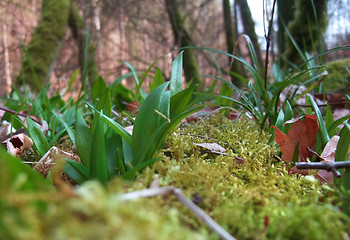 Image showing forest floor detail