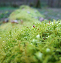 Image showing moss closeup
