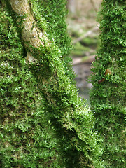 Image showing mossy branches