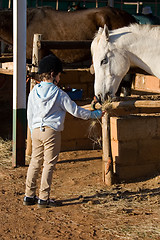 Image showing feeding the horse