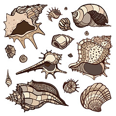 Image showing Sea shells set.