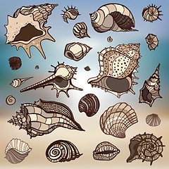 Image showing Sea shells set.  Blurred background.