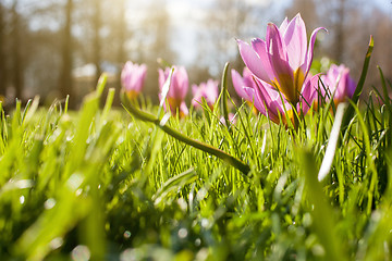 Image showing Flowers in Keukenhof park, Netherlands, also known as the Garden