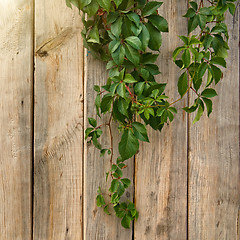 Image showing wooden wall with green leaves