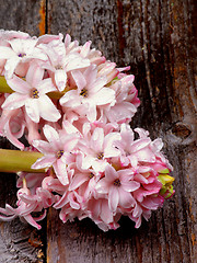 Image showing Pink Hyacinths