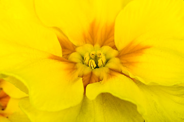 Image showing yellow flower primrose