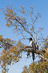 Image showing Kids in trees