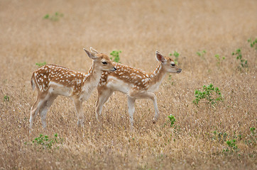 Image showing Fallow deer fawns