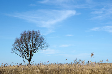 Image showing Alone tree in the reeds