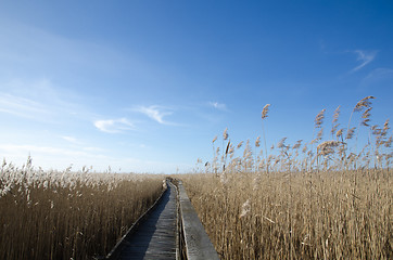 Image showing Wooden footpath in the reeds