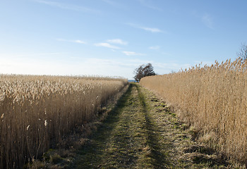 Image showing Tracks through the reeds