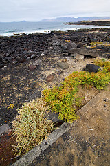 Image showing flower branch   in  lanzarote spain musk  rock stone sky     and