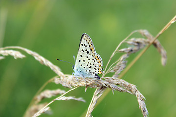 Image showing butterfly of Silver-studded Blue on the blade