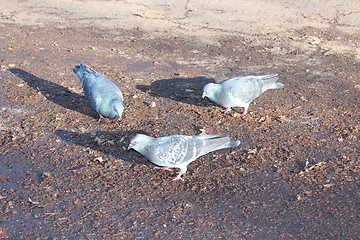 Image showing pigeons feeding on the ground